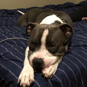 Meet your Posher, Oliver